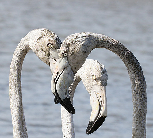 Flamingos - Pont de Cau - Camargue