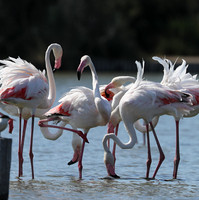 Pont de Cau - Camargue