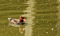 Red-crested pochard - (nette rousse) - Parc animalier de Ste Croix