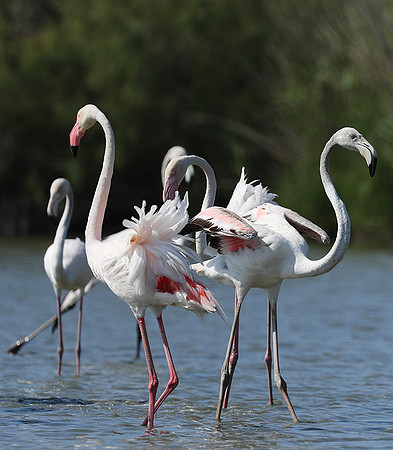 Pont de Cau - Camargue