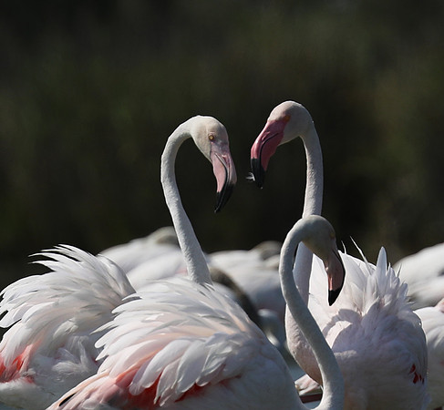 Pont de Cau - Camargue