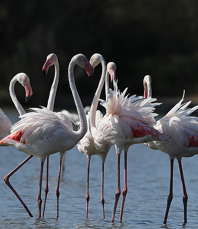 Pont de Cau - Camargue