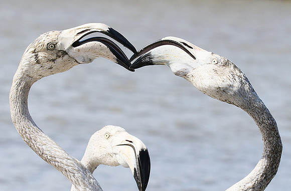Flamingos - Pont de Cau - Camargue