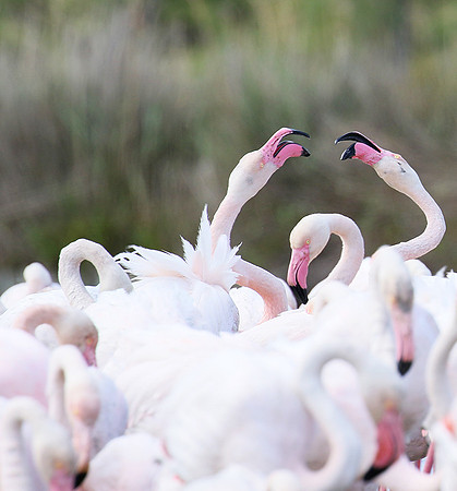 Flamingos - Pont de Cau - Camargue