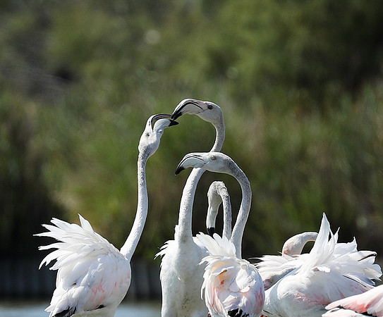 Pont de Cau - Camargue