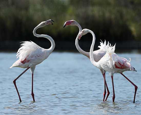 Pont de Cau - Camargue