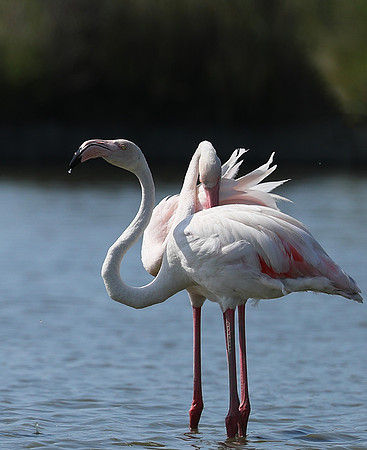 Pont de Cau - Camargue