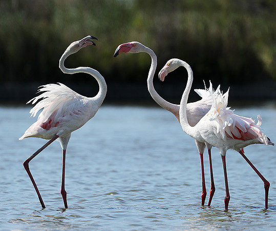 Pont de Cau - Camargue