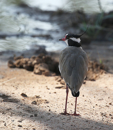 Black-headed lapwing