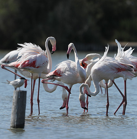 Pont de Cau - Camargue