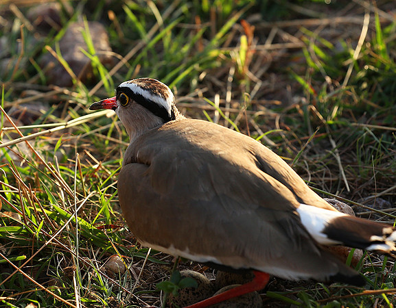Crowned lapwing - Masaï Mara