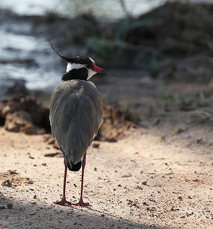 Black-headed lapwing