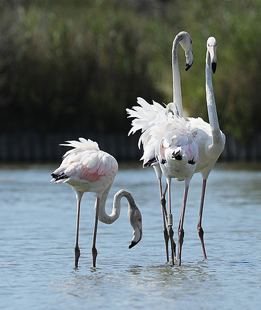 Pont de Cau - Camargue