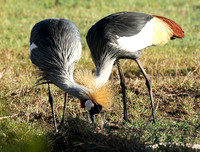 Grey-crowned crane - Laikipia