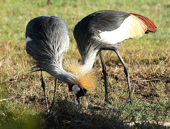 Grey-crowned crane - Laikipia