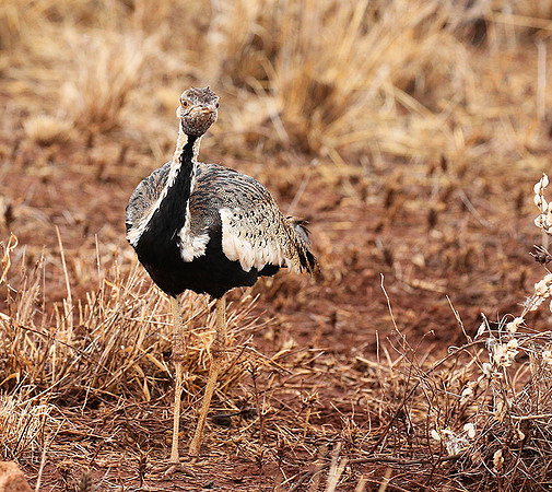 Black-bellied bustard- Meru National park