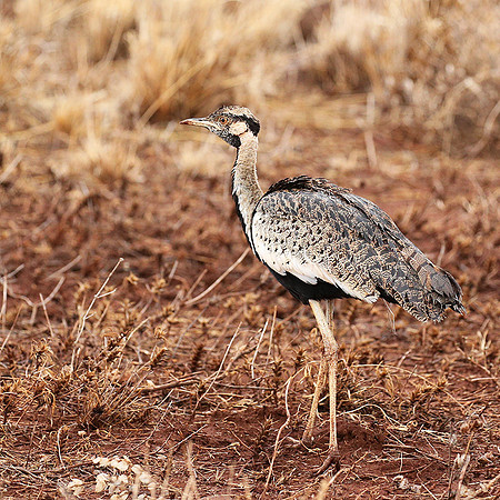 Black-bellied bustard- Meru National park