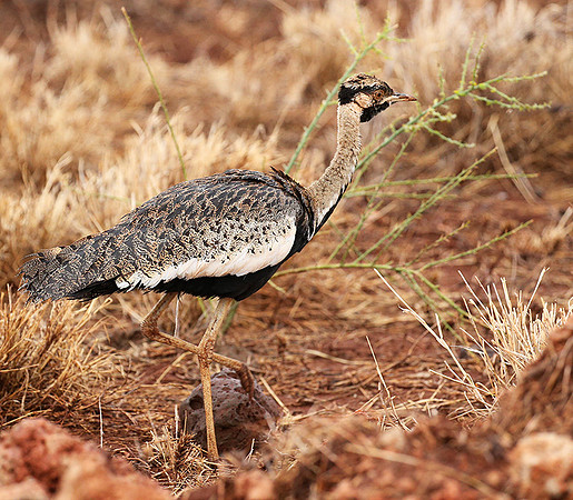 Black-bellied bustard- Meru National park