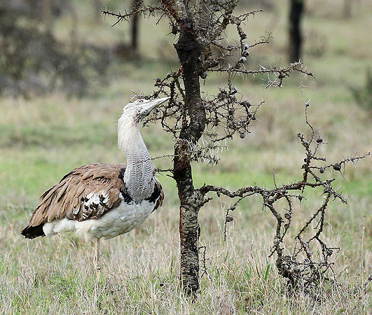 Kori bustard - Laikipia