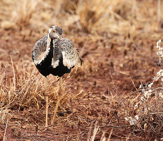 Black-bellied bustard- Meru National park