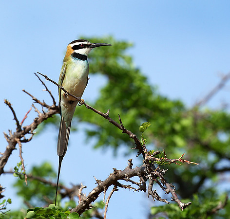 White-throated bee-eater - Meru National Park - Kenya