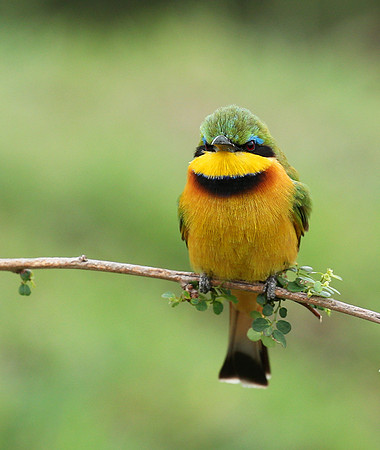 Little bee-eater - Masaï Mara