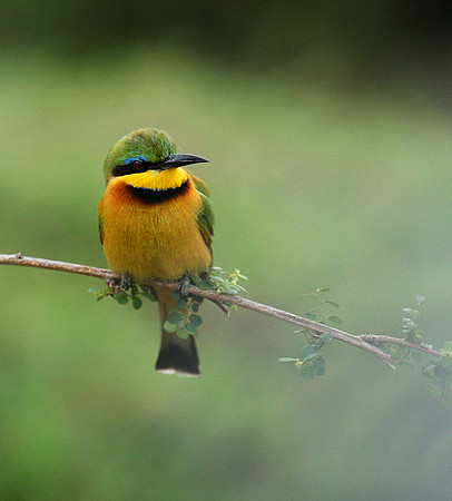Little bee-eater - Masaï Mara