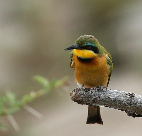 Little bee-eater - Masaï Mara
