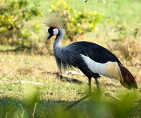 Cranes