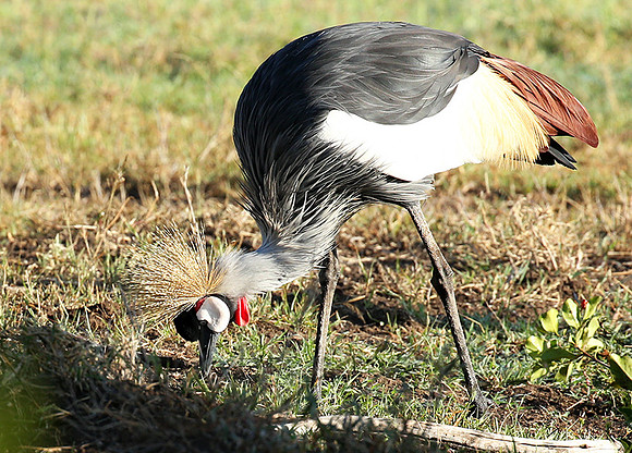 Grey-crowned crane - Laikipia