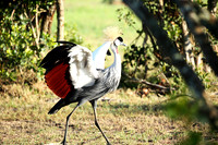 Grey-crowned crane - Laikipia