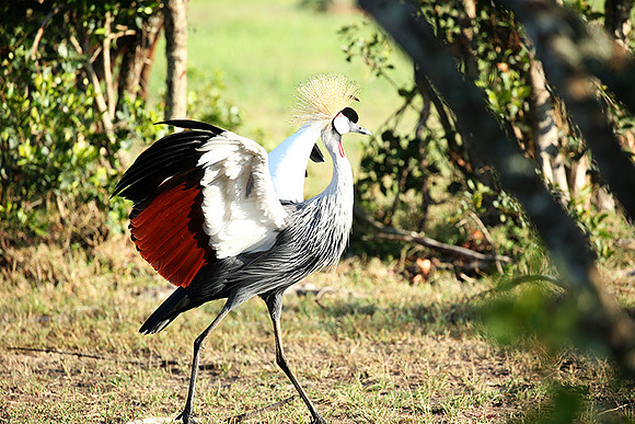 Grey-crowned crane - Laikipia