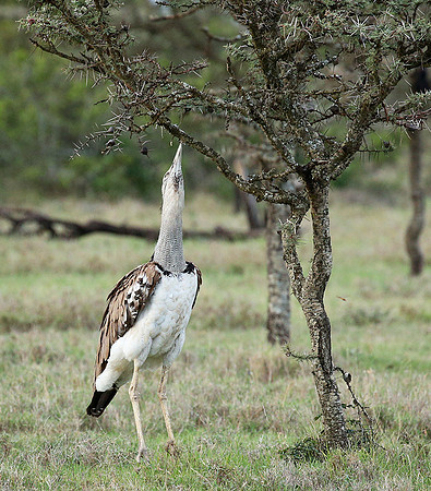 Kori bustard - Laikipia