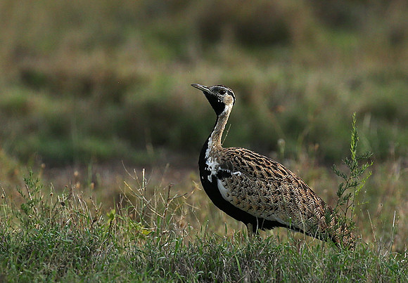 Black-bellied bustard - Laikipia