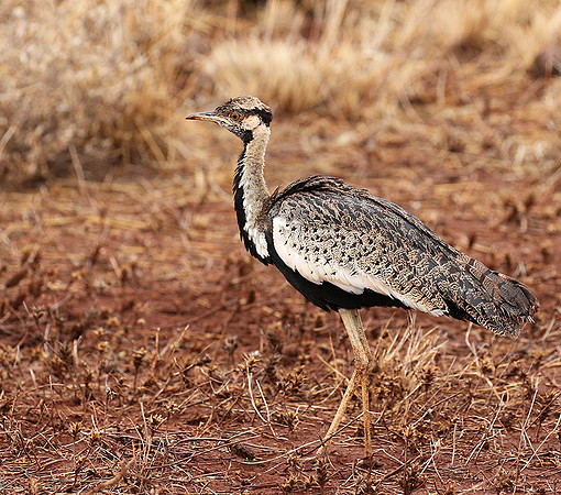 Black-bellied bustard- Meru National park