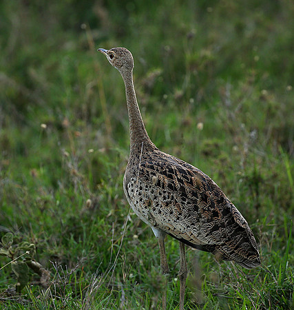 White-bellied bustard - Laikipia