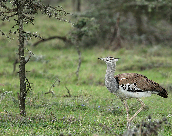 Kori bustard - Laikipia