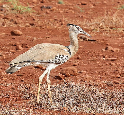 Koti bustartd - Meru NP