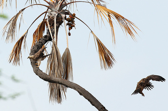 Tawny eagle - Meru NP