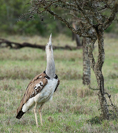 Kori bustard - Laikipia