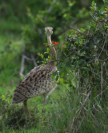 White-bellied bustard - Laikipia