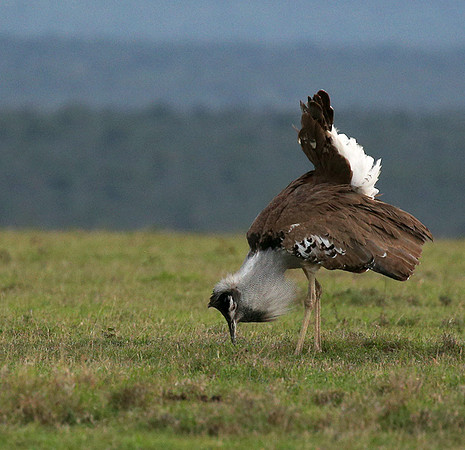 Kori bustard - Laikipia