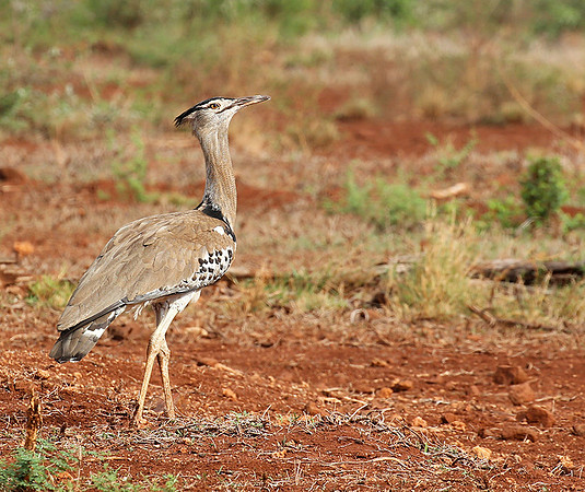 Koti bustartd - Meru NP