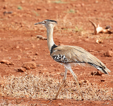 Koti bustartd - Meru NP