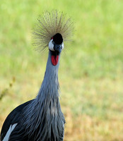 Grey-crowned crane - Laikipia