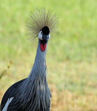 Grey-crowned crane - Laikipia
