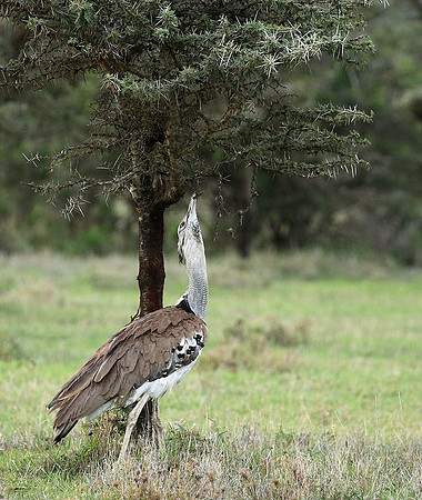 Kori bustard - Laikipia