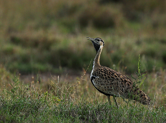 Black-bellied bustard - Laikipia