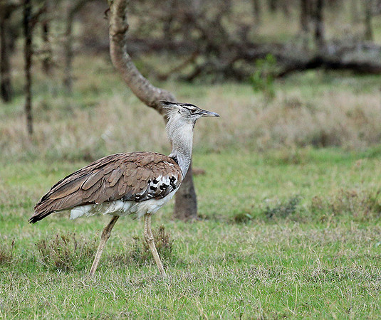 Kori bustard - Laikipia