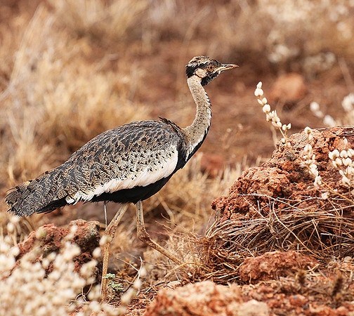 Black-bellied bustard- Meru National park